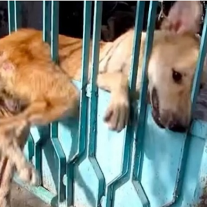 Desperate dog stuck in a gate has the most heartwarming response when rescued.