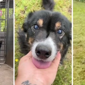 After 15 Months in Shelters, Blind Dog Finally Runs Free in His Own Field