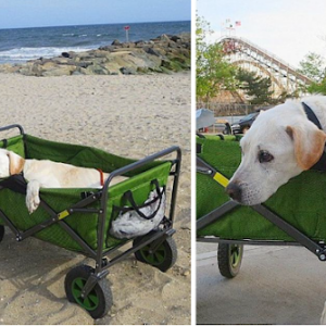 A Boy Takes His Furry Friend on a Journey Around the World Before Their Final Goodbye