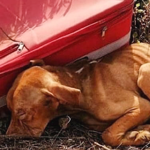 Puppy abandoned in a remote area inside a suitcase, but he never gave up