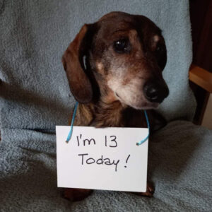 A Pup’s Silent Birthday: Celebrating the 13th Year of a Faithful Companion Who Longs for Warm Wishes 🎂😔