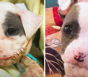 Adorable Puppy Rescued at Construction Site Blossoms Into Stunning Dog