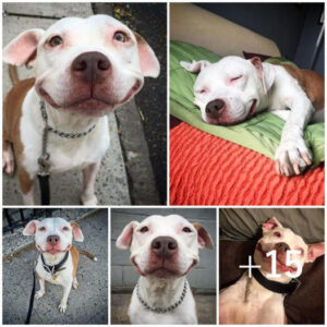 The Pitbull, once abandoned and forgotten, now rescued, beams with a perpetual smile, reflecting the remarkable transformation from street survival to a life filled with love and care.