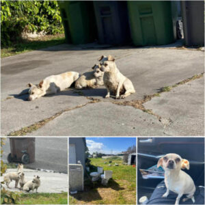 Two abandoned puppies faced every hardship together, supporting each other through thick and thin. Then one day, they met someone who would change their lives forever.