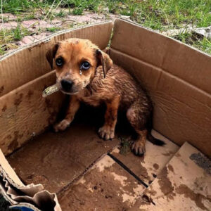 Tragic Abandonment: Sick Puppy Left in Sunlit Agony by Cruel Owner