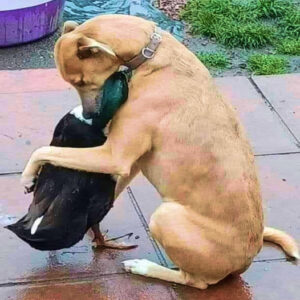 An Unlikely Friendship: The Enduring Bond Between a Dog and a Duckling, A Story of Unshakable Companionship.