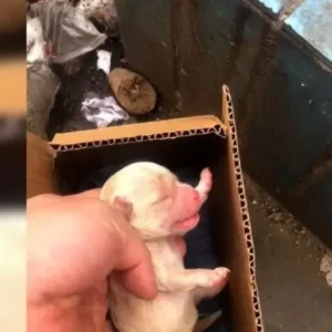 Man Devastated by What He Found Inside a Small Box Near a Trash Pile