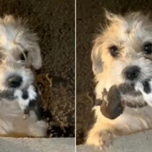 Mama Dog Carries Her Puppy in Her Mouth, Begging Strangers for Help