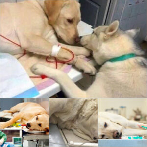 Heartwarming Acts of Kindness: A Loyal Dog Finds Comfort in the Loving Care of a Veterinary Clinic and Its Closest Friend