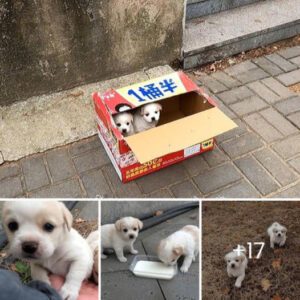 The sight of abandoned puppies left on the road stirs deep emotions and motivates people to show acts of kindness.