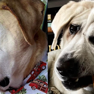 Family Abandons Their Dog Due to Facial Deformity, But a Kind Soul Steps In to Change Everything