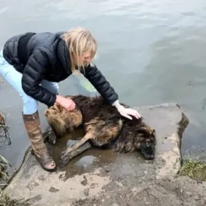 Dog Heartlessly Tied to a Rock and Thrown into River Rescued and Finds a Loving Home