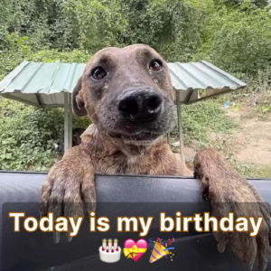 Today is my birthday, but as a forgotten blind dog, there's no one here to celebrate with me.