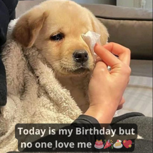 Today is my birthday, yet no one has wished me. Maybe it's because I'm an adopted dog, but it still hurts to feel like I don't matter to anyone.