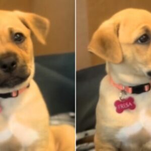 Puppy Rescued From Bag Left Heartbroken as She Watches Sister Leave the Shelter With Her New Family