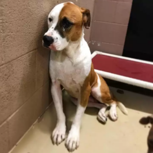 The Heartbreaking Tale of a Pup’s Persistent Wait: A Dog’s 2-Year Journey in Shelter Solitude