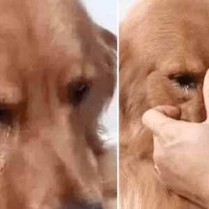 Golden Retriever Overjoyed, Cries Uncontrollably When Reunited With Owner After 5 Years Apart