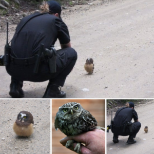 A lovely and accidental encounter between a police officer and a baby bird that has lost its mother