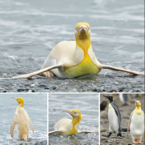 There’s a rare yellow penguin species on South Georgia Island that biologists can’t quite explain