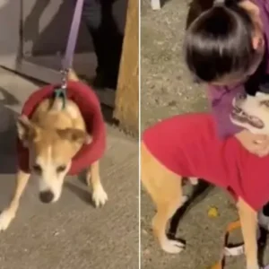 Dog Who Spent 10 Years in Shelter Overjoyed to Finally Meet His Forever Family