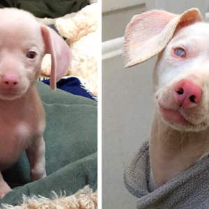 Piglet the Pink Puppy May Be Deaf and Blind, But He Inspires Kids Daily