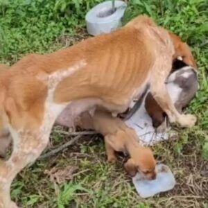 Starving Mother Dog Tied to a Fence Fought Bravely to Keep Her Puppies Alive Until Kind Rescuers Arrived