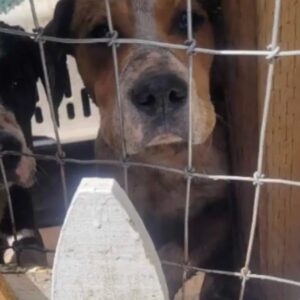 Shy Dogs Trapped in Filthy Yard Peer Through Fence, Seeking Help