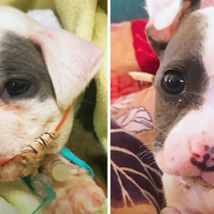 Little Puppy Rescued From Construction Site Blossoms Into a Stunning Dog