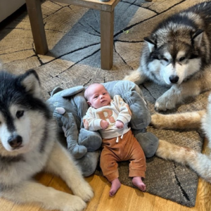 The Safest Baby in the World: Guarded by Three Giant Dogs